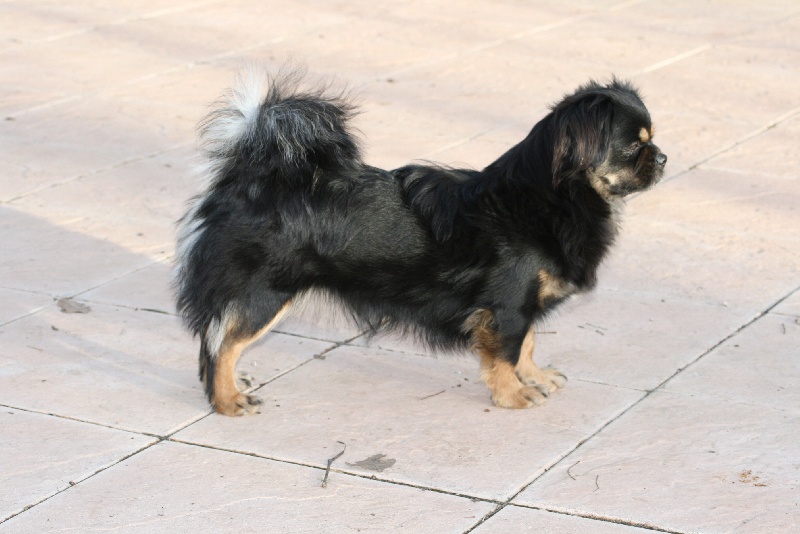 Girly des Tibetains du Soleil